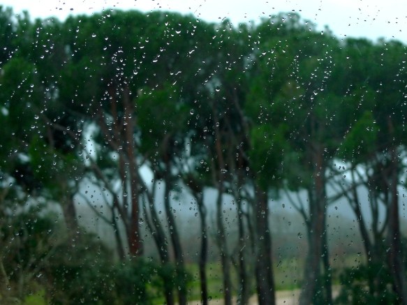 Pinos de la Casita del Principe (El Escorial, Madrid).