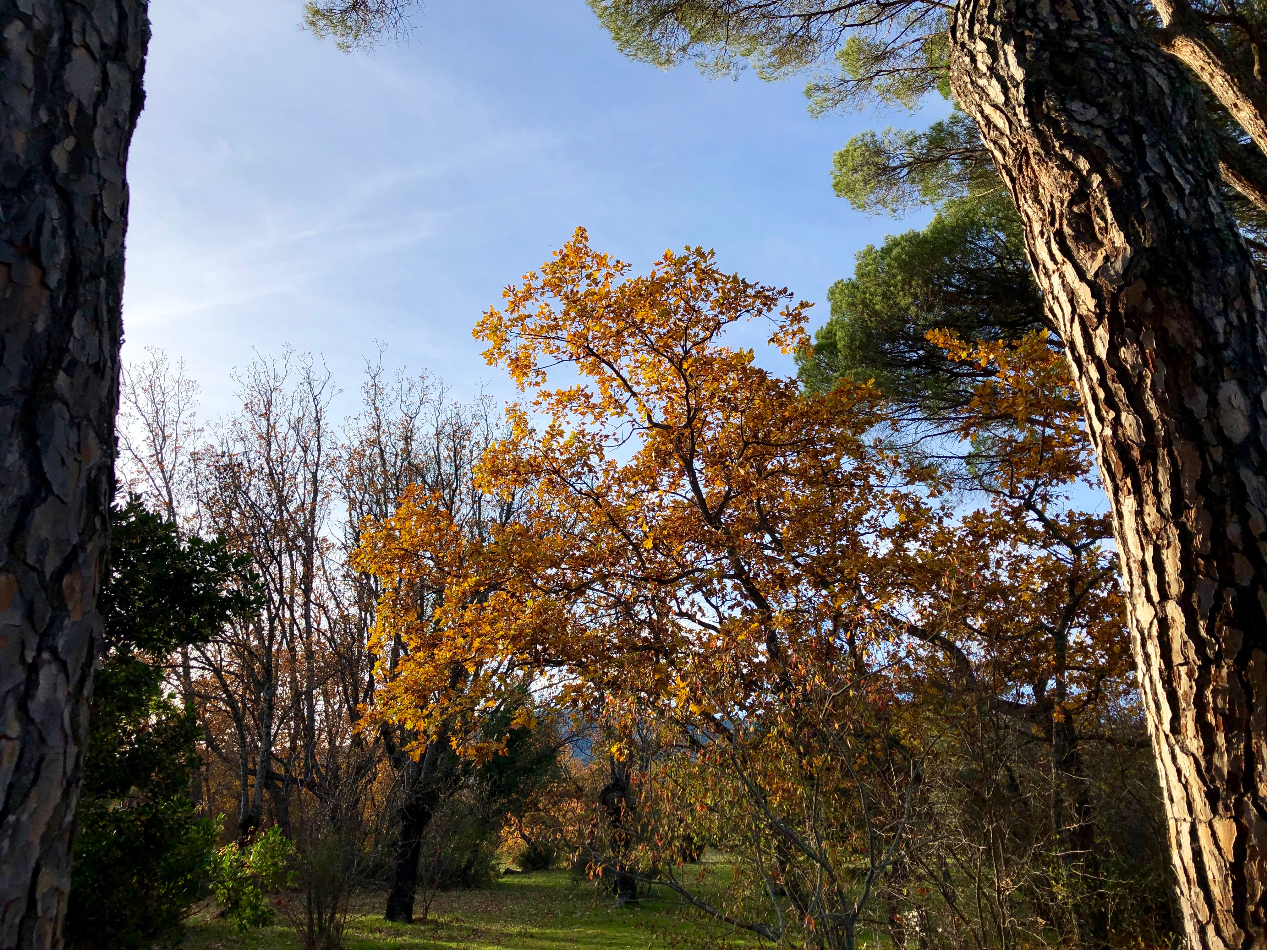 Arboleda de la Casita del Príncipe (El Escorial, Madrid).